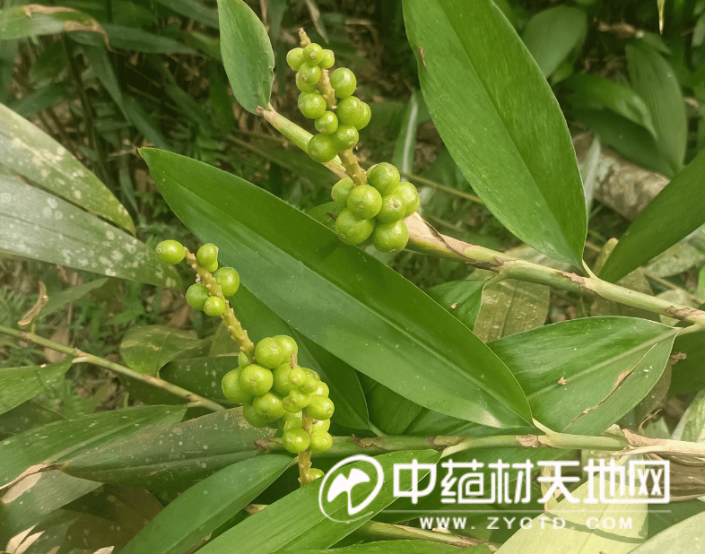 图 正在生长的益智