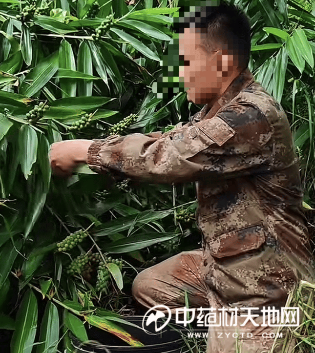 图 种植户正在采收益智